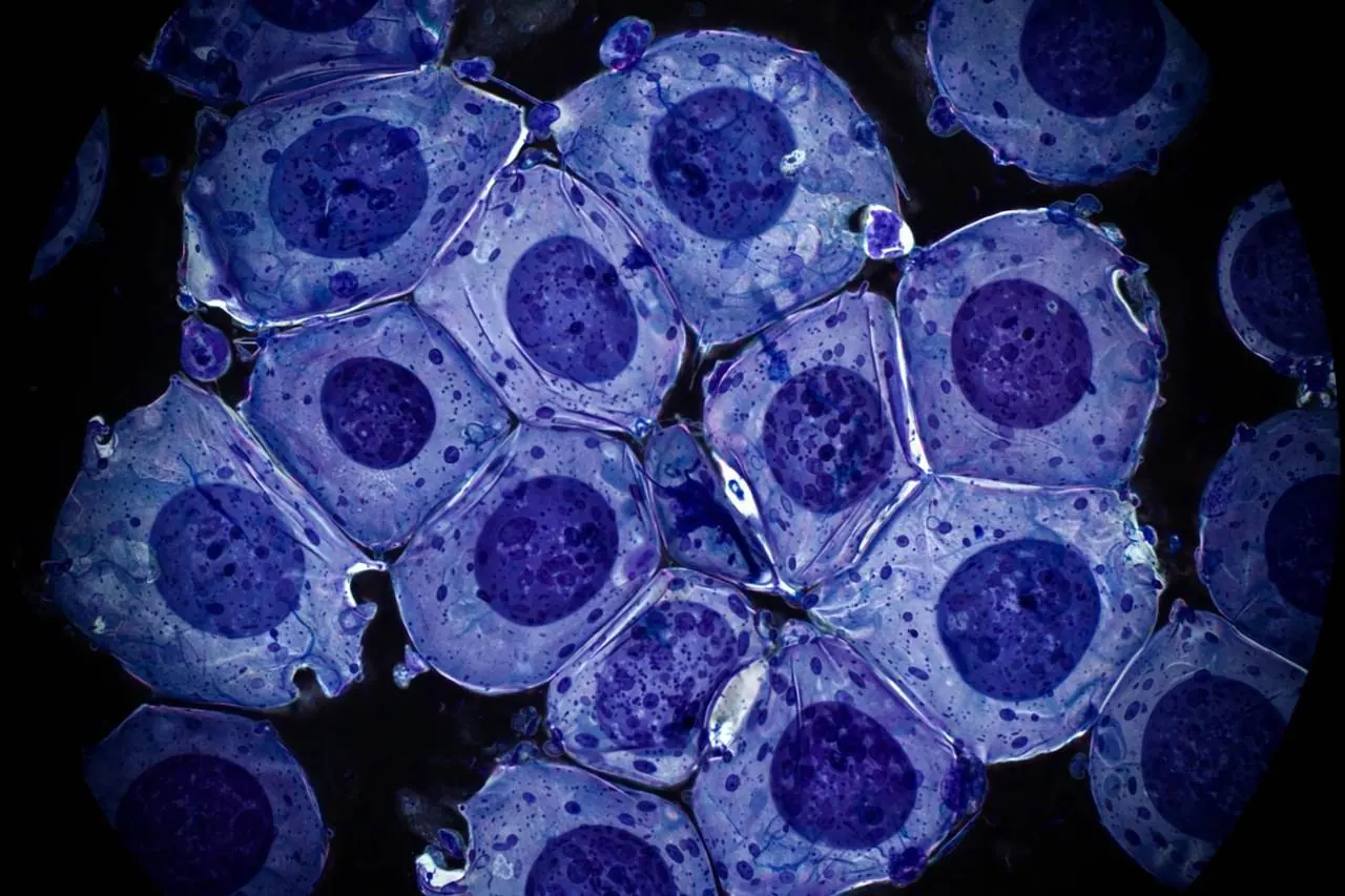 Cells under the microscope